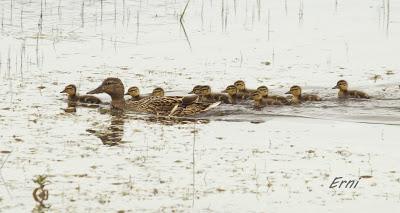 ¡¡FELICIDADES MAMÁ!!
