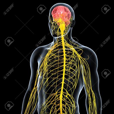 Sistema Nervioso (I)