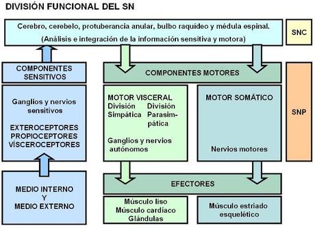 Sistema Nervioso (I)