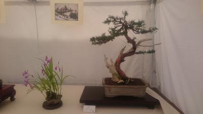 Amics del bonsai de Cerdanyola del Vallès EXPOSICIÓ DEL 25è aniversari