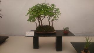 Amics del bonsai de Cerdanyola del Vallès EXPOSICIÓ DEL 25è aniversari
