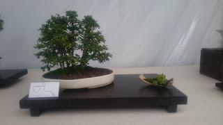 Amics del bonsai de Cerdanyola del Vallès EXPOSICIÓ DEL 25è aniversari