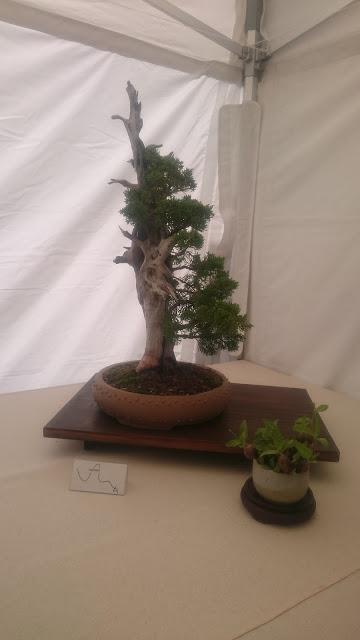 Amics del bonsai de Cerdanyola del Vallès EXPOSICIÓ DEL 25è aniversari