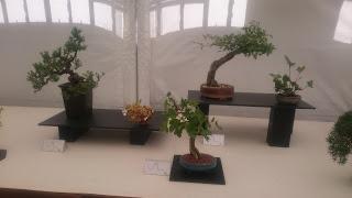 Amics del bonsai de Cerdanyola del Vallès EXPOSICIÓ DEL 25è aniversari