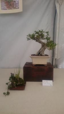 Amics del bonsai de Cerdanyola del Vallès EXPOSICIÓ DEL 25è aniversari