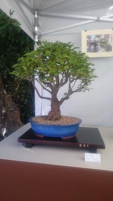 Amics del bonsai de Cerdanyola del Vallès EXPOSICIÓ DEL 25è aniversari