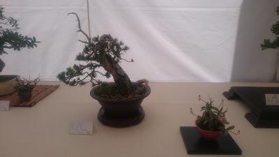 Amics del bonsai de Cerdanyola del Vallès EXPOSICIÓ DEL 25è aniversari