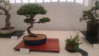 Amics del bonsai de Cerdanyola del Vallès EXPOSICIÓ DEL 25è aniversari