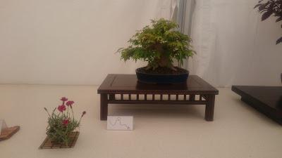 Amics del bonsai de Cerdanyola del Vallès EXPOSICIÓ DEL 25è aniversari