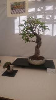 Amics del bonsai de Cerdanyola del Vallès EXPOSICIÓ DEL 25è aniversari