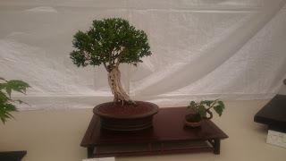 Amics del bonsai de Cerdanyola del Vallès EXPOSICIÓ DEL 25è aniversari