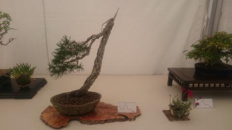 Amics del bonsai de Cerdanyola del Vallès EXPOSICIÓ DEL 25è aniversari