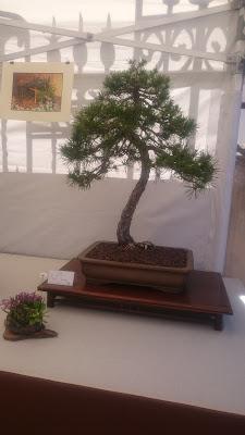 Amics del bonsai de Cerdanyola del Vallès EXPOSICIÓ DEL 25è aniversari