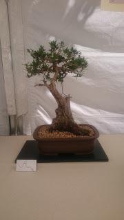 Amics del bonsai de Cerdanyola del Vallès EXPOSICIÓ DEL 25è aniversari