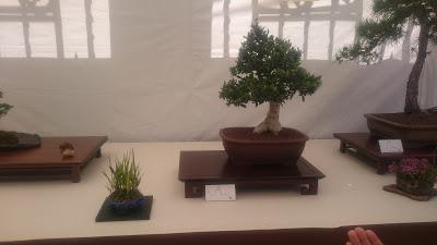 Amics del bonsai de Cerdanyola del Vallès EXPOSICIÓ DEL 25è aniversari