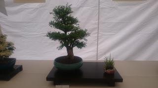 Amics del bonsai de Cerdanyola del Vallès EXPOSICIÓ DEL 25è aniversari