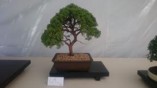 Amics del bonsai de Cerdanyola del Vallès EXPOSICIÓ DEL 25è aniversari