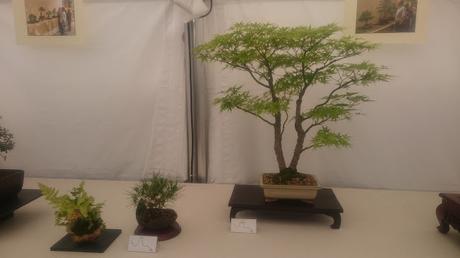Amics del bonsai de Cerdanyola del Vallès EXPOSICIÓ DEL 25è aniversari