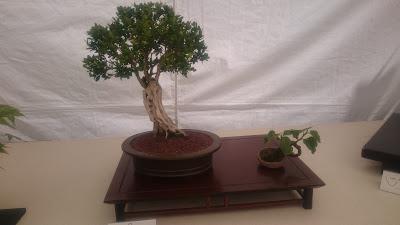 Amics del bonsai de Cerdanyola del Vallès EXPOSICIÓ DEL 25è aniversari