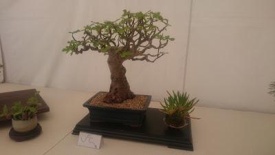 Amics del bonsai de Cerdanyola del Vallès EXPOSICIÓ DEL 25è aniversari