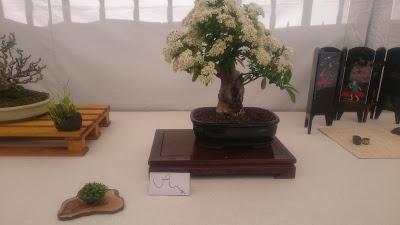 Amics del bonsai de Cerdanyola del Vallès EXPOSICIÓ DEL 25è aniversari