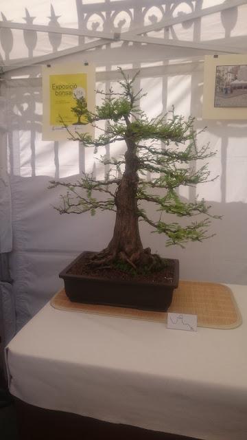 Amics del bonsai de Cerdanyola del Vallès EXPOSICIÓ DEL 25è aniversari