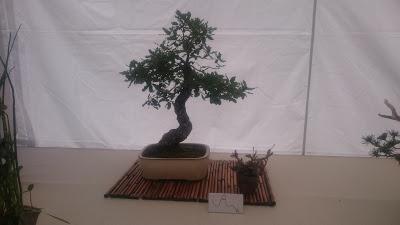 Amics del bonsai de Cerdanyola del Vallès EXPOSICIÓ DEL 25è aniversari