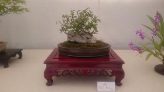 Amics del bonsai de Cerdanyola del Vallès EXPOSICIÓ DEL 25è aniversari