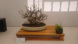 Amics del bonsai de Cerdanyola del Vallès EXPOSICIÓ DEL 25è aniversari