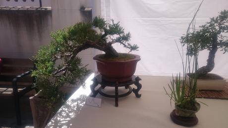 Amics del bonsai de Cerdanyola del Vallès EXPOSICIÓ DEL 25è aniversari