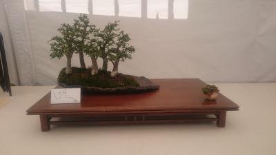 Amics del bonsai de Cerdanyola del Vallès EXPOSICIÓ DEL 25è aniversari