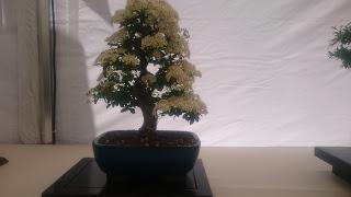 Amics del bonsai de Cerdanyola del Vallès EXPOSICIÓ DEL 25è aniversari