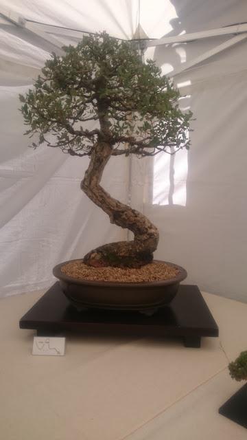 Amics del bonsai de Cerdanyola del Vallès EXPOSICIÓ DEL 25è aniversari