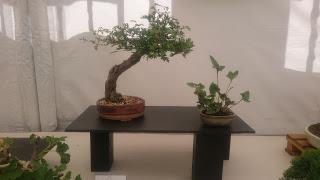 Amics del bonsai de Cerdanyola del Vallès EXPOSICIÓ DEL 25è aniversari