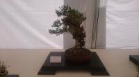 Amics del bonsai de Cerdanyola del Vallès EXPOSICIÓ DEL 25è aniversari