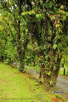 Venecia y Marsella de San Carlos, Alajuela Venecia y Marsella de San Carlos, Alajuela
