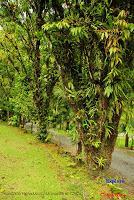 Venecia y Marsella de San Carlos, Alajuela