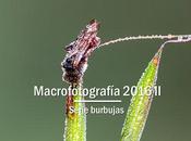 Macro 2016 burbujas