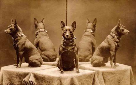 Libbyhallcoleccionperros 6