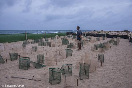 Campamentos para la protección de tortugas