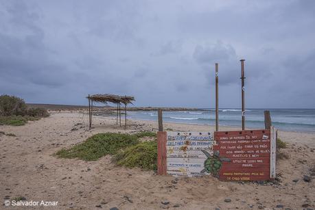 Campamentos para la protección de tortugas