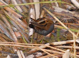 Solución al Ornitonigma de marzo: polluela pintoja