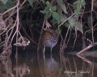 Solución al Ornitonigma de marzo: polluela pintoja