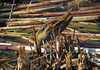 Solución al Ornitonigma de marzo: polluela pintoja