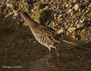 Solución al Ornitonigma de marzo: polluela pintoja