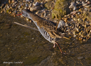 Solución al Ornitonigma de marzo: polluela pintoja