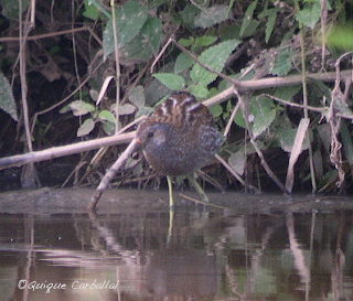 Solución al Ornitonigma de marzo: polluela pintoja
