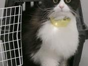 Temptations inventa collar traduce maullidos gatos palabras humanas