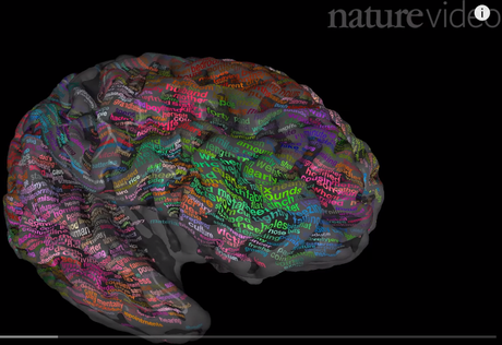 The brain dictionary. Cómo responde el cerebro a las palabras