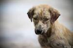 Abandono mascotas. Multas multas